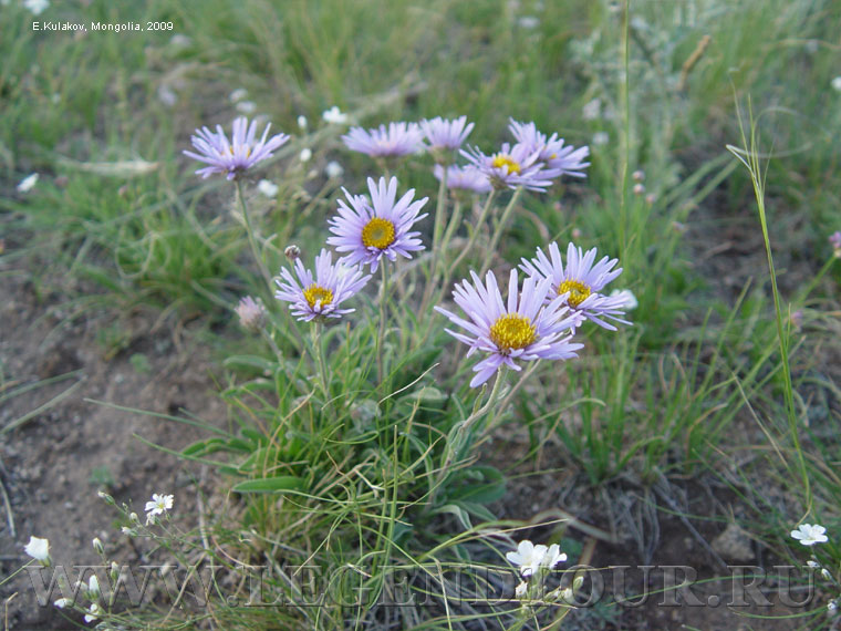 Фотография. Цветы, растения Монголии.