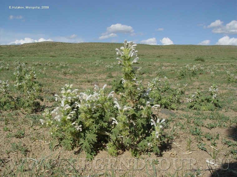 Фотография. Цветы, растения Монголии.