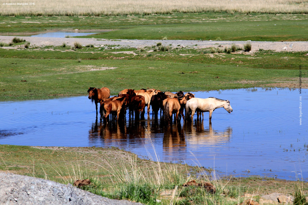 Фотография. Монгольские лошади. Архангайский аймак. Монголия.