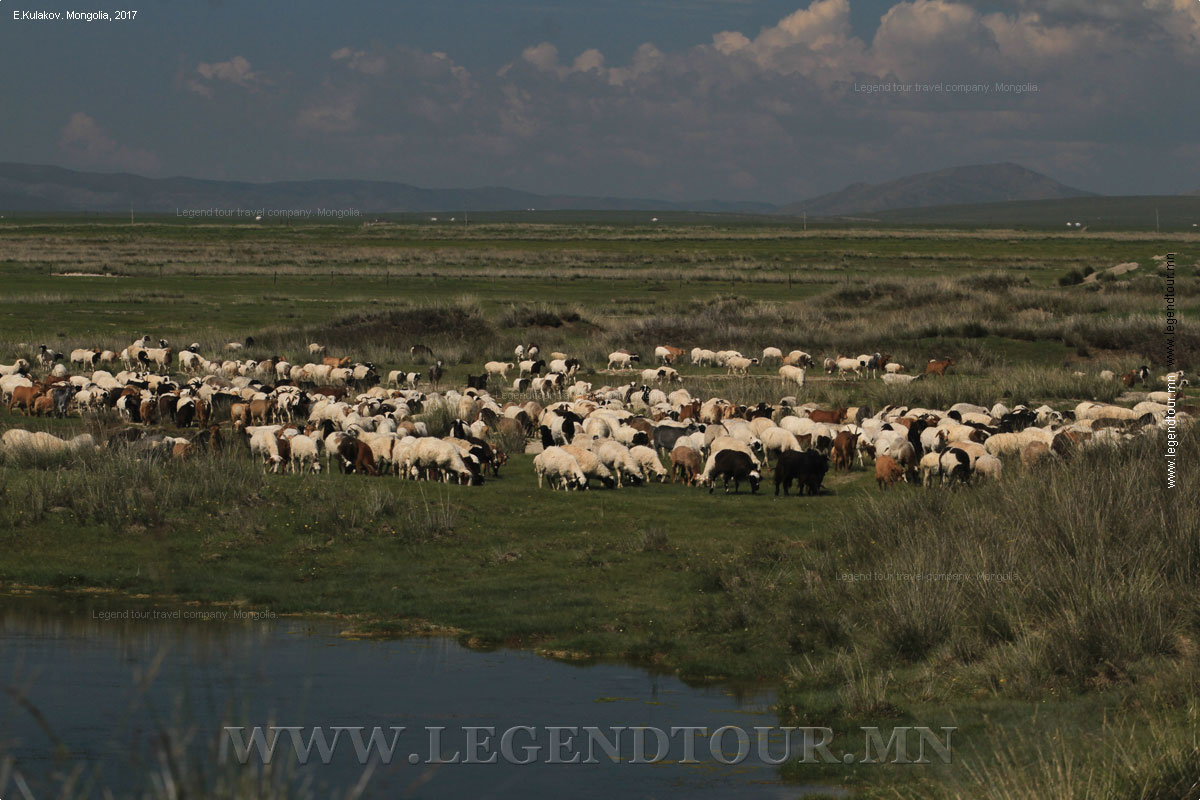 Фотография. Гун Галут. Национальный парк. Центральная Монголия.