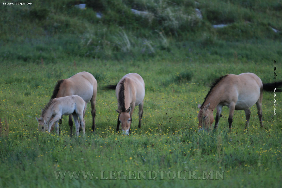 Фотография. Национальный парк Хустай нуруу. Лошади Пржевальского.