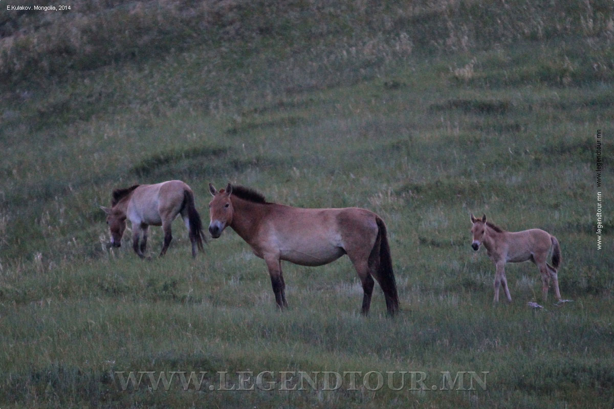 Фотография. Национальный парк Хустайн нуруу. Лошади Пржевальского.