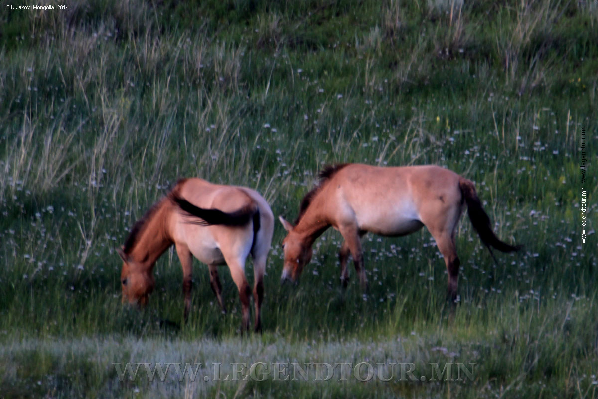 Фотография. Национальный парк Хустай нуруу. Лошади Пржевальского.