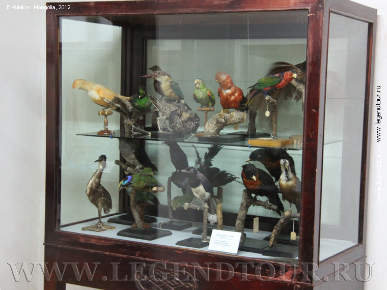 Фотография. Коллекция чучел птиц. Дворец музей Богдо Хана