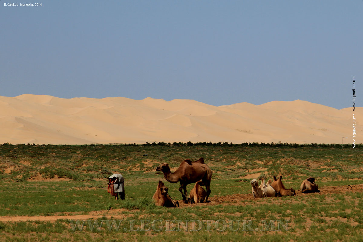 Фотография. Пески Хонгорын Элс. Пустыня Гоби. Самые высокие песчаные барханы Монголии. Южногобийский аймак Монголии.